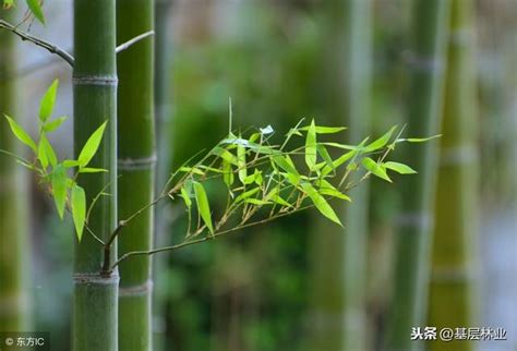 竹子好種嗎|竹子種植技巧——簡單易學的移竹種植方法